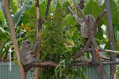 0093 Cairns Tropical Zoo